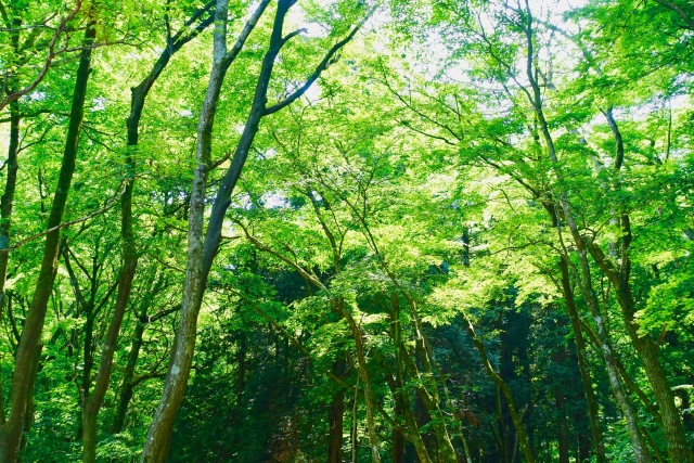 「森林 × 脱炭素チャレンジ2022」、森林資源を脱炭素の視点で捉え直す